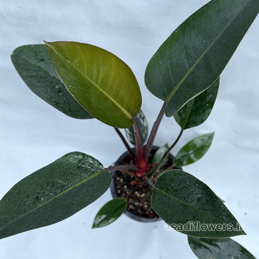 قیمت، خرید و نگهداری فیلودندرون رد کنگو Rojo Philodendron - گلخانه دکتر ...